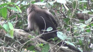 GreyCheeked Mangabey [upl. by Bride]