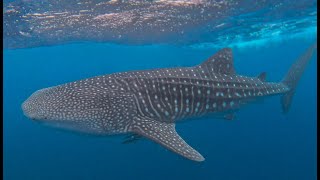 Whaleshark Snorkelling Ningaloo Reef 2024 [upl. by Ellehc]