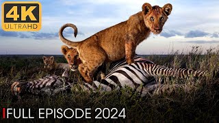 New Savage Kingdom 2024 Full Episode  Nature Animal Documentary [upl. by Marwin]