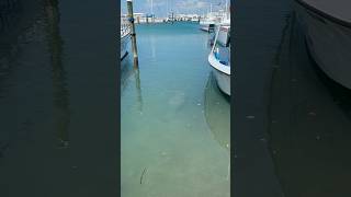 Manatee sighting in the Florida keys manatee floridakeys florida [upl. by Hudnut452]