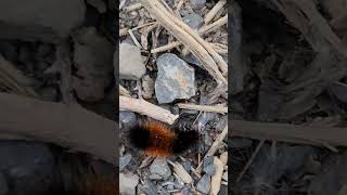 Wooly Bear caterpillars are not poisonous to humans but certain birds [upl. by Lorre87]