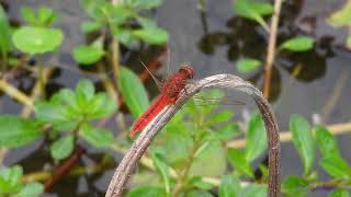 dragonfly241101301p09wlcrocothemis servilia 紅蜻A001C04 [upl. by Patnode917]