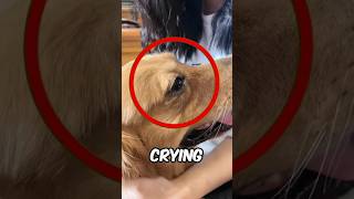 Pets Crying Tears 😢 [upl. by Buddy641]