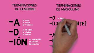 Los artículos ¿Femenino o masculino  aprender español [upl. by Sudbury]