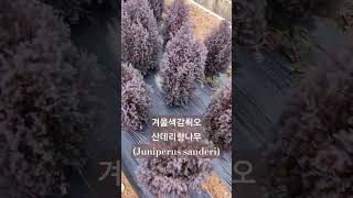 측백나무 산데리 Platycladus orientalis Sanderi [upl. by Yrrah]