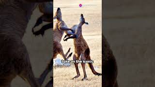 Eagle vs Kangaroo A largest eagle attacks subscribe wildanimalfacts animals [upl. by Drain]