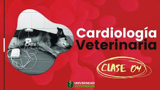 CARDIOLOGÍA VETERINARIA  CLASE 04 [upl. by Yuht]