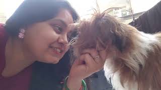 Coco talking to mumma shihtzu adorable puppy [upl. by Najib433]