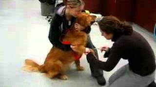 Dog with Muscular Disease Video [upl. by Robinetta]