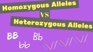 Homozygous vs Heterozygous Alleles  Punnet Square Tips [upl. by Onateag]