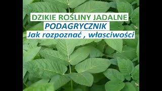 Podagrycznik rozpoznawanie właściwości [upl. by Myrtia]