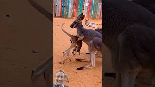 Kangaru animals kangaroo cute funnyanimals shortvideos [upl. by Ulphiah]