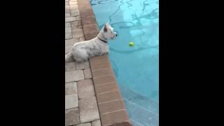 Westie takes an unexpected swim [upl. by Tteltrab701]