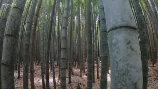 Sagano Arashiyama Bamboo Forest Japan [upl. by Beasley]