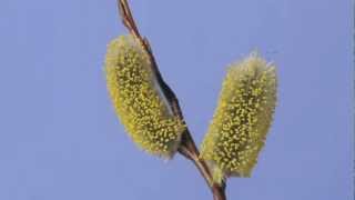 Salix caprea Goat Willow catkin time lapse [upl. by Litha]