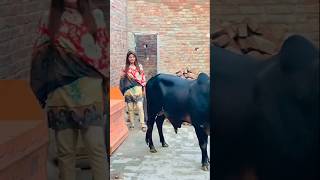 😈🔥Red bull power bull animals short trendingshorts views [upl. by Assilram]