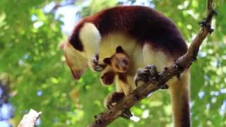 Tree Kangaroo Joey at Perth Zoo [upl. by Erving]