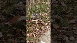 Red tailed hawk eating a rattlesnake [upl. by Ejroj]