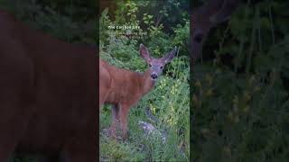 A curious young deer on a steep hillside [upl. by Rollet]