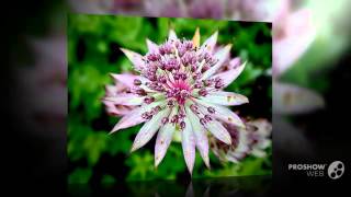 Astrantia  garden plants [upl. by Jaeger]