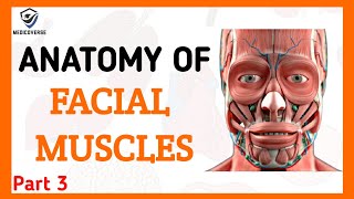 FACIAL MUSCLES PART 3  ORIGIN INSERTION AND ACTION  MASTICATORY MUSCLES [upl. by Andras]