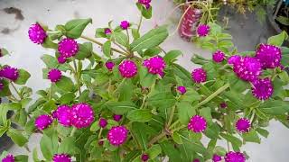 767  Grow and care for Gomphrena Plant Hindi Urdu 10718 [upl. by Rosenblatt]