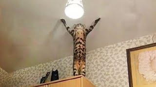 The very best and funniest CAT moments 😅Funny Pet Videos 2024 [upl. by Marcus]