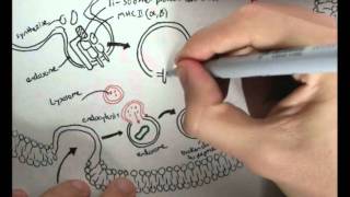 Immunology  Innate Immunity MHC processing [upl. by Amer]