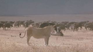 Battle at Kruger  Lion Buffalo Standoff  in HD [upl. by Ylac]