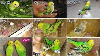 Budgies Baby Growth Stages Day 1 to Day 45  Miracle Of Life [upl. by Om639]