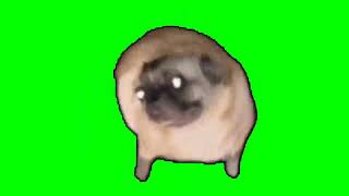 Pug dancing green screen [upl. by Yehus]