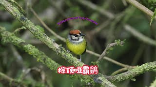 Rufouscrowned TodyFlycatcher 棕顶哑霸鹟 [upl. by Acinoreb]