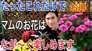 【マム・キク】お花を２度楽しむ方法や毎年お花を咲かせるための管理方法を実践で解説します。【ガーデニング】【園芸】 [upl. by Yatnwahs275]