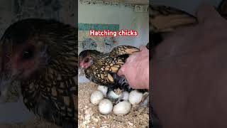 Gold sebright hatching chicks [upl. by Barnes]