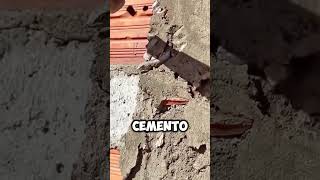 ¡Rescate Inesperado Hombre Salva a Lagarto Atrapado en Cemento 🦎🔨 shorts [upl. by Heimer]