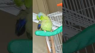 Parrotlet preening its feathers🦜parrotlet birds [upl. by Hubey200]