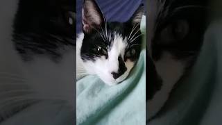 Stupsi liegt im Bett 🐈🛏️ cat cutecat cute catlover katze [upl. by Airbmak670]