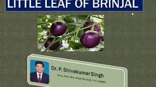 Little leaf of brinjal  Phytoplasma plant diseases  Mycoplasma  Dr P Shivakumar Singh [upl. by Eded]