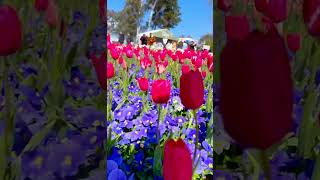 Tulip festival  flower paradise tulip canberralife flowers flowerfestival 2024shorts [upl. by Kcirtapnhoj253]