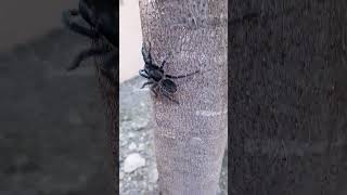 Mordido por una tarántula 🕷 shorts bravewilderness español [upl. by Cora]