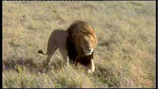 KENYA  The Big 5 in the MASAI MARA  Wildlife Safari pt3 [upl. by Anaud126]