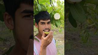 shorts video guava farmer fruit [upl. by Tevis509]