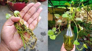 सिरफ 2 चुटकी पानी में डालेन और उगायेन मनी प्लांट पानी में Grow Money Plant in Water Get Big Roots [upl. by Ssidnac]