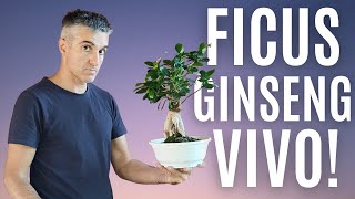 FICUS GINSENG BONSAI perchè PERDEVA le FOGLIE [upl. by Drew]