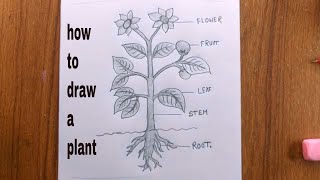 how to draw a plant easydraw parts of plantplant drawing [upl. by Tocs266]