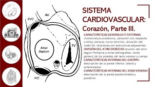 CORAZÓN PARTE III  ANATOMÍA AL DETALLE ATRIO DERECHO DESCRIPCIÓN EXTERNA E INTERNA [upl. by Kirsch195]