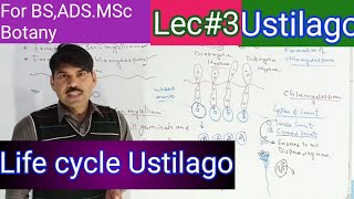 life cycle of ustilago2 [upl. by Vail]