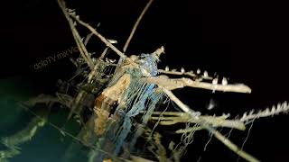 eps39 Night Spearfishing Bucas Grande Island [upl. by Laing]