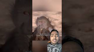 Pani pine ka sandar tarika 😳😳shorts viral baboon monkey [upl. by Dyer274]