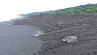 Ostional Wildlife Refuge  Costa Rica  Sea Turtles [upl. by Dougald]